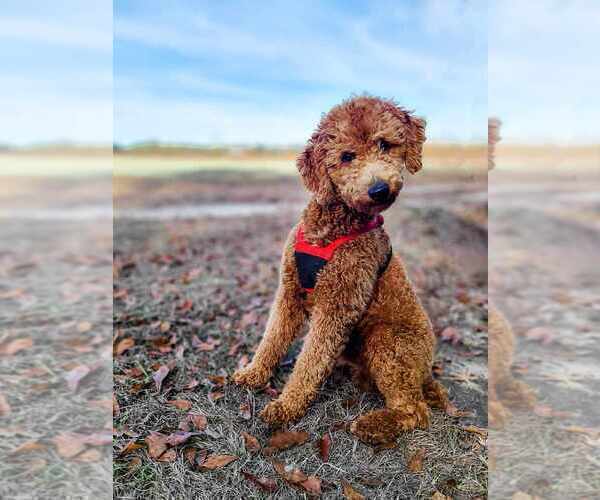 Medium Photo #1 Poodle (Standard) Puppy For Sale in WAGENER, SC, USA