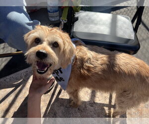 Cowboy - Male Mutt Dog for Adoption - Photo #2