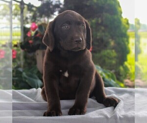 Labrador Retriever Puppy for sale in LEBANON, PA, USA