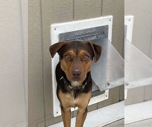 Beagle-Unknown Mix Dogs for adoption in Bolivar, MO, USA