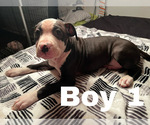 Small Photo #3 American Pit Bull Terrier Puppy For Sale in CHICAGO, IL, USA