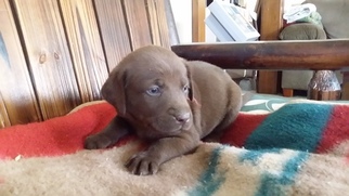 Labrador Retriever Puppy for sale in WILLARD, OH, USA