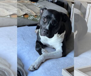 Leia - Female Mutt Dog for Adoption - Photo #15