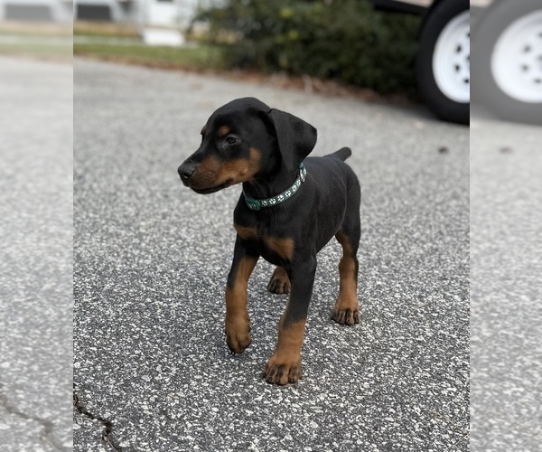 Medium Photo #14 Doberman Pinscher Puppy For Sale in NEWTON, NC, USA