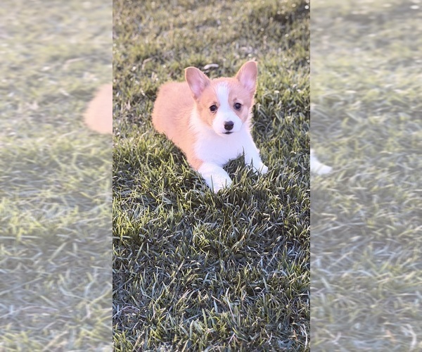 Medium Photo #3 Pembroke Welsh Corgi Puppy For Sale in ADDISON, IL, USA