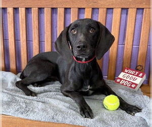 Lab-Pointer Dogs for adoption in Genesee, WI, USA
