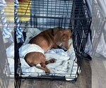 Small Photo #2 Dachshund Puppy For Sale in Tampa, FL, USA