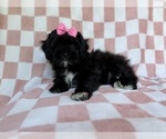 Small #6 Shih-Poo
