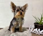 Small #10 Yorkshire Terrier
