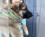Small Photo #1 German Shepherd Dog Puppy For Sale in HARTVILLE, MO, USA