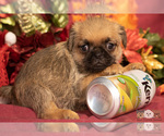 Small Photo #11 Brug Puppy For Sale in SAFFORD, AZ, USA