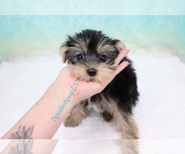 Medium Photo #4 Yorkshire Terrier Puppy For Sale in LAS VEGAS, NV, USA
