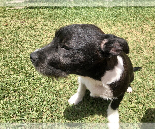 Medium Photo #17 American Staffordshire Terrier-Unknown Mix Puppy For Sale in Rosenberg, TX, USA