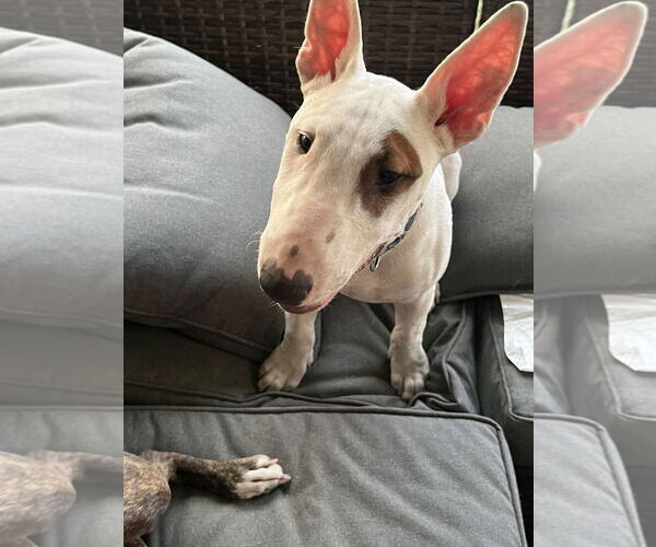 Medium Photo #4 Bull Terrier-Unknown Mix Puppy For Sale in Chandler, AZ, USA