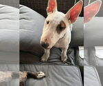 Small #3 Bull Terrier Mix