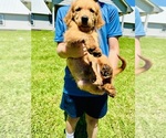 Small #5 Golden Retriever