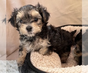 Morkie Puppy for Sale in CORNERSVILLE, Tennessee USA