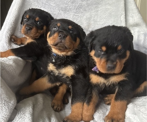 Medium Photo #2 Rottweiler Puppy For Sale in GILBERT, WV, USA