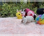 Small #16 French Bulldog
