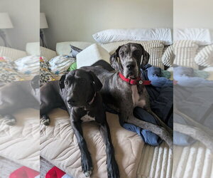 Peeta - Male Great Dane Dog for Adoption - Photo #12