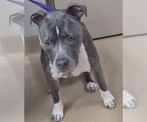 Mutt Dogs for adoption in Decatur, IL, USA