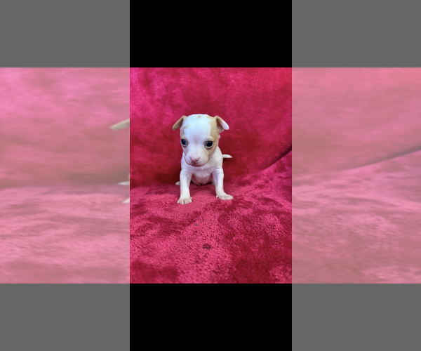 Medium Photo #6 Chihuahua Puppy For Sale in SHERMAN, TX, USA