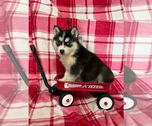 Siberian Husky Puppy for sale in DEARBORN, MO, USA