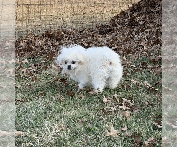 Medium Photo #3 Malchi Puppy For Sale in BELTON, MO, USA