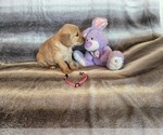 Small #22 Golden Retriever