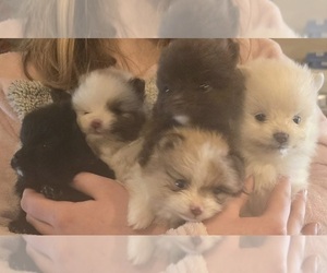 Pomeranian Puppy for sale in PULLMAN, MI, USA