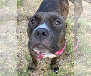 Lexi - Female American Staffordshire Terrier-Unknown Mix Dog for Adoption - Photo #3