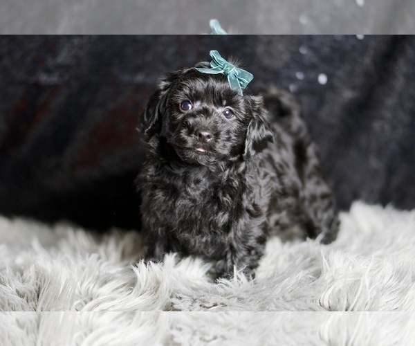 Medium Photo #5 YorkiePoo Puppy For Sale in WARSAW, IN, USA