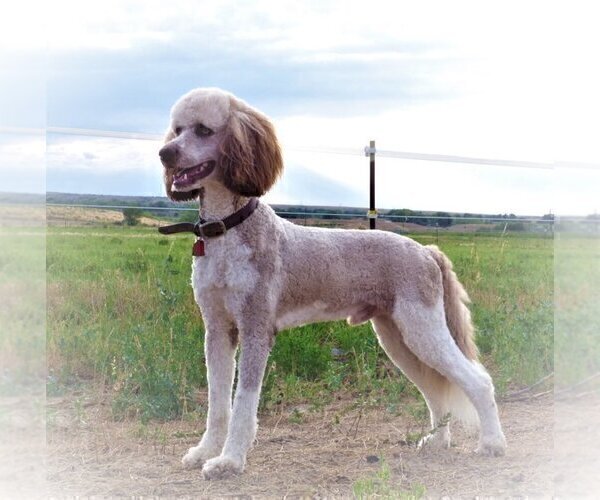 Medium Photo #3 Bordoodle Puppy For Sale in OLATHE, CO, USA