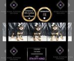 Small Photo #42 Goldendoodle (Miniature) Puppy For Sale in WARSAW, IN, USA