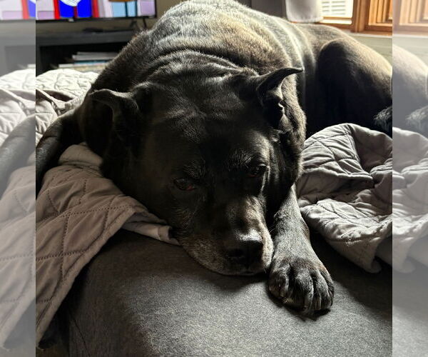 Medium Photo #11 Labrador Retriever-Unknown Mix Puppy For Sale in Fargo, ND, USA