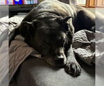 Small #10 Labrador Retriever Mix