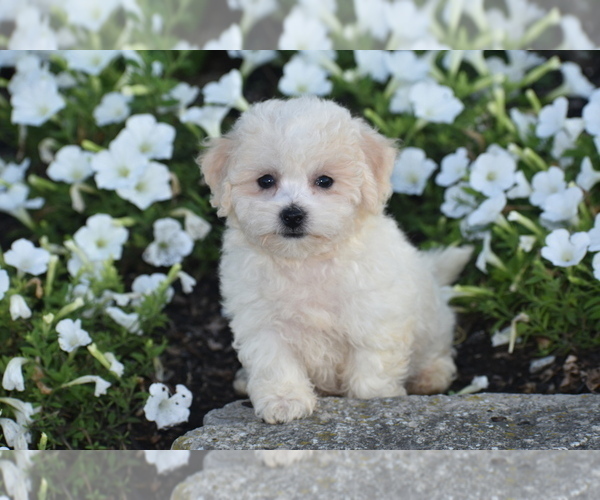 Medium Photo #4 Bichpoo Puppy For Sale in ELDORADO, OH, USA