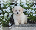 Small #3 Bichpoo