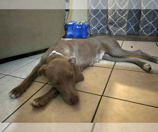 Medium Photo #3 Unknown-Weimaraner Mix Puppy For Sale in Mobile, AL, USA
