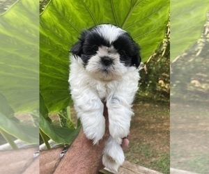 Shih Tzu Puppy for sale in FAYETTEVILLE, AR, USA