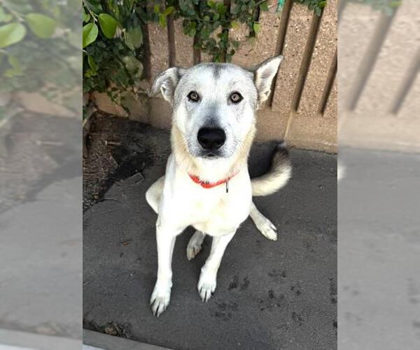 Medium Photo #1 Anatolian Shepherd-Unknown Mix Puppy For Sale in Bakersfield, CA, USA