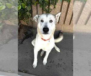 Anatolian Shepherd-Unknown Mix Dogs for adoption in Bakersfield, CA, USA