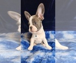 Small Photo #2 French Bulldog Puppy For Sale in SALEM, OR, USA
