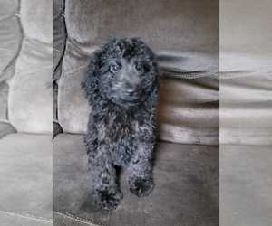 Aussie-Poo-Poodle (Miniature) Mix Puppy for sale in RINGGOLD, VA, USA