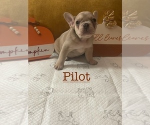 French Bulldog Puppy for sale in PHILADELPHIA, PA, USA