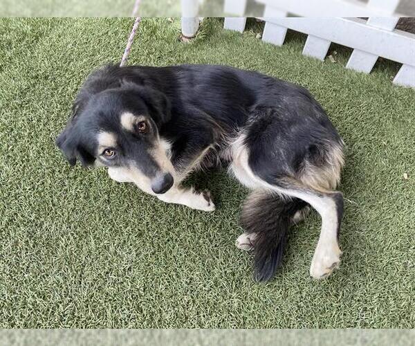 Medium Photo #1 Australian Shepherd-Unknown Mix Puppy For Sale in Modesto, CA, USA