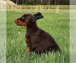Small Doberman Pinscher