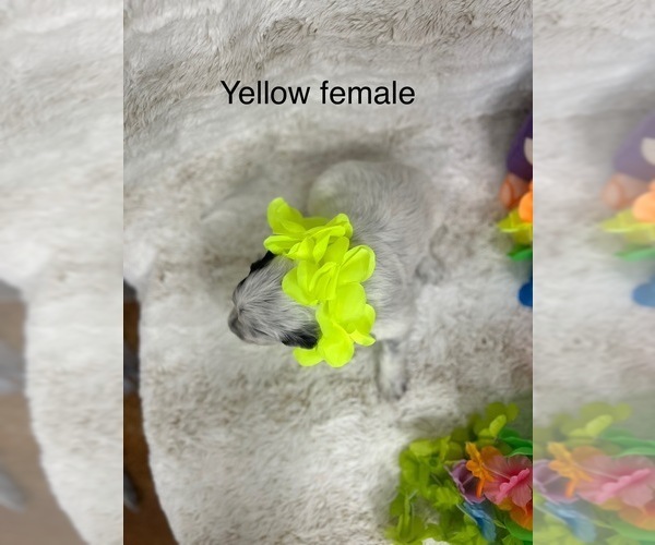Medium Photo #5 Portuguese Water Dog Puppy For Sale in DES MOINES, IA, USA