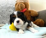 Puppy Boy Cavalier King Charles Spaniel