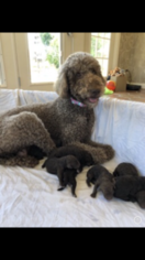 Mother of the Poodle (Standard) puppies born on 06/04/2018